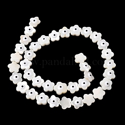 Eau douce naturelle de coquillage perles brins&nbsp;SHEL-A006-03E