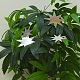 ぶら下がった紙の星  結婚式の家の装飾のための  銀  3 M  星：100~190x100~190mm AJEW-WH0096-04B-1