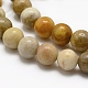 Natural Fossil Coral Beads Strands G-G735-51-6mm-3