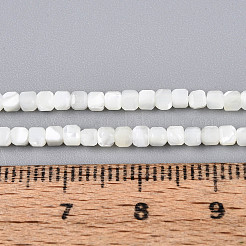 Natürliche Trochidschale / Trochusschalenperlenstränge&nbsp;SSHEL-N041-04A-01