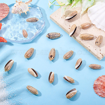 50 шт. подвески из натуральной спиральной ракушки SSHEL-CW0001-01-1