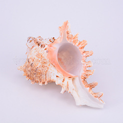 Украшения дисплея естественной оболочки&nbsp;SSHEL-WH0001-19