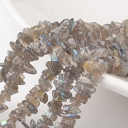 Viruta de hebras de perlas naturales labradorite, grado a +, 7~12x5~8x2~5mm, agujero: 1 mm, alrededor de 15.7 pulgada