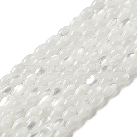 Brins de perles de coquillages naturels de troca SSHEL-H072-02A-1