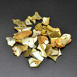 Pepitas de concha de nácar natural teñidas cuentas de chips, oro, 5~18x5~11mm, agujero: 2 mm, aproximamente 1980 unidades / 500 g