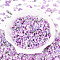 Baking Paint Glass Seed Beads, for Jewelry Making, Mixed Shapes, Plum, 1.1~9.5x2.2~9.5x3~9.5mm, Hole: 0.8~1.5mm, about 1451pcs/Pound