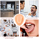 Soft Silicone Tongue Flexible Model Body Part Displays with Acrylic Stands ODIS-WH0002-23-7