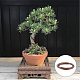 Kit bonsai fai da te DIY-GA0001-10-6