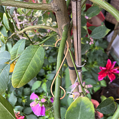 Поддержка роста медного завода&nbsp;DIY-NB00006