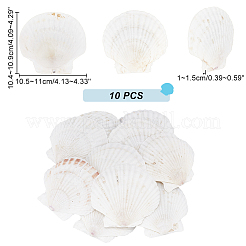 Бусины из натуральных ракушек SHEL-PH0001-38