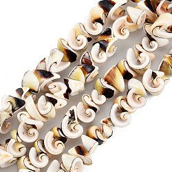Chapelets de perles en coquille de spirale naturelle, cône, 5.5~13x7~11x5~9mm, Trou: 1.2mm, Environ 76 pcs/chapelet, 14.65 pouce (37.2 cm)