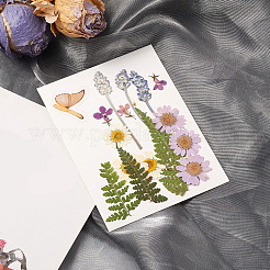 Прессованные сушеные цветы DIY-YWC0001-94