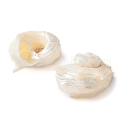 Подвески из натуральной морской раковины&nbsp;SSHEL-C013-03
