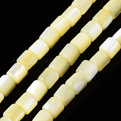 Coquille de trochid naturel / brins de perles de coquille de trocas, teinte, colonne, jaune, 3.5x3.5mm, Trou: 1mm, Environ 111~117 pcs/chapelet, 15.35 pouce ~ 15.94 pouces (39~40.5 cm)