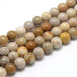 Fossiles naturelle perles de corail brins, ronde, 6~7mm, Trou: 1mm, Environ 60~67 pcs/chapelet, 15.7 pouce