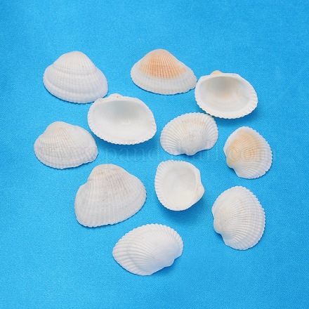 Natural Shell Beads PTS058Y-1