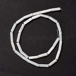 Бусины из натуральных трохоидных/трохус ракушек&nbsp;X-SSHEL-O001-26B