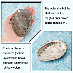 Decorazione del display in conchiglia di abalone naturale&nbsp;DJEW-WH0015-105