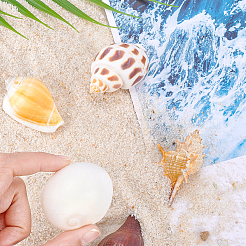 Наборы украшений для дома из натуральной ракушки SSHEL-T016-13