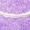 10G Cylinder Seed Beads, Frosted AB Colors, Round Hole, Uniform Size, Mauve, 2x1.5mm, Hole: 0.8mm