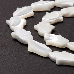 Бусины из натуральных трохоидных/трохус ракушек SSHEL-O001-23B