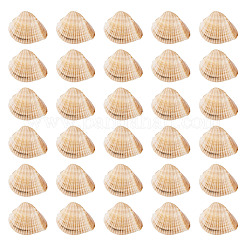 Naturale guscio&nbsp;FIND-TAC0026-10A