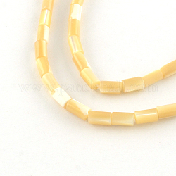 Colonne coquille de trochide naturelle / brins de perles de coquille de trocas, 5~6x3.5mm, Trou: 0.5mm, Environ 68 pcs/chapelet, 15.7 pouce