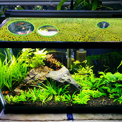 1 комплект колец для кормления рыб из вспененного eva AJEW-CN0002-51B-1