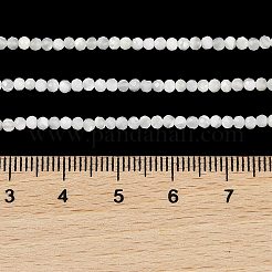 Нити бусин из натуральной ракушки трохус BSHE-G036-08A-01