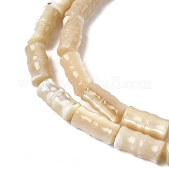 Нити бусин из натуральных трохоидных/трохус ракушек&nbsp;SHEL-A006-06B