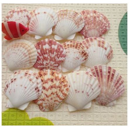 Hermosas conchas de mar de playa DIY-WH0044-01-1