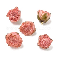 Colgantes de resina epoxi de latón, colgantes interiores de flores secas, encanto de flor de rosa, con lazo dorado, rosa, 19~27x21~27x19~28.5mm, agujero: 1.6 mm