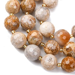 Природные окаменелые коралловые бусы пряди G-C249-A27-16MM