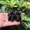 Natural Silver Obsidian Carved Figurines Statues for Home Desktop Decoration, Spider, 48mm