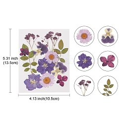 Прессованные сушеные цветы&nbsp;DIY-YWC0001-102
