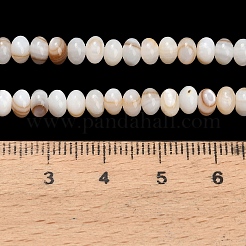 Naturali di acqua dolce perline shell fili&nbsp;SHEL-C010-04B-01