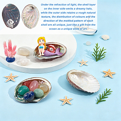 Decorazioni espositive in conchiglia di paua naturale&nbsp;DJEW-WH0042-148B