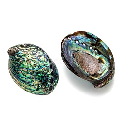 Coquille d'ormeau naturel / décoration de coquille de paua, coquille, colorées, 120~140x90~100x20mm