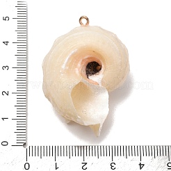 天然巻き貝のシェルペンダント  コンク・チャムズ  金色の鉄のループで  ホワイト  43x32x28mm  穴：1.8mm&nbsp;SH-CBAD3AC-01