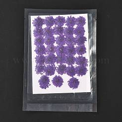 Flores secas prensadas&nbsp;DIY-K032-58F