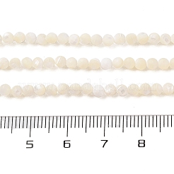 Нити бусин из натуральной ракушки трохус SHEL-P017-05