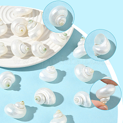 20 Stück natürliche Spiralmuschelperlen&nbsp;SSHEL-SC0001-56
