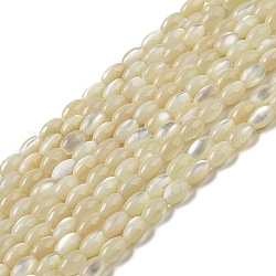 Fili di perline di conchiglia trochus naturale, ovale, verga d'oro pallido, 4~4.5x2.8mm, Foro: 0.5 mm, circa 89~90pcs/filo, 15.55~15.94'' (39.5~40.5 cm)