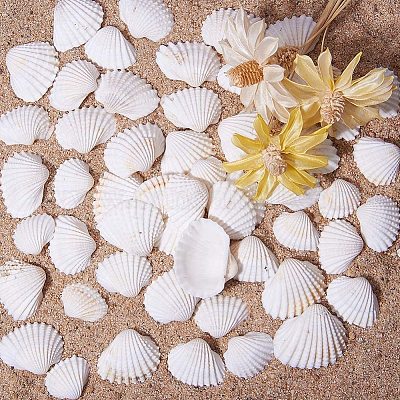  PH PandaHall About 38~50pcs Tiny Sea Shell Ocean Beach Spiral  Seashells Craft Charms Length 14-40mm for Candle Making, Home Decoration,  Beach Theme Party Wedding Decor, Fish Tank and Vase Fille 