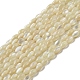 Brins de perles de coquillages naturels de troca SSHEL-H072-02B-1