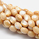 Chapelets de perles de baril de coquille de mer naturelle SSHEL-M014-04-1