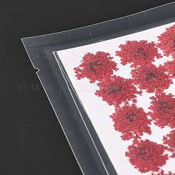 Прессованные сушеные цветы DIY-K032-58C