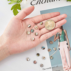 Бусины из натуральных раковин морских ушек/ракушки пауа SSHEL-BC0001-09