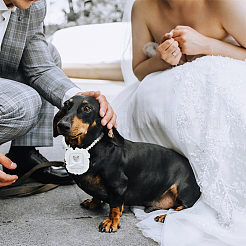 Полиэстеровые обручальные кольца для собак&nbsp;AJEW-WH0460-074P-01