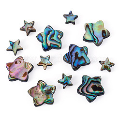 12 pz 2 stili di conchiglia abalone naturale/perline di conchiglia paua&nbsp;SHEL-TA0001-40